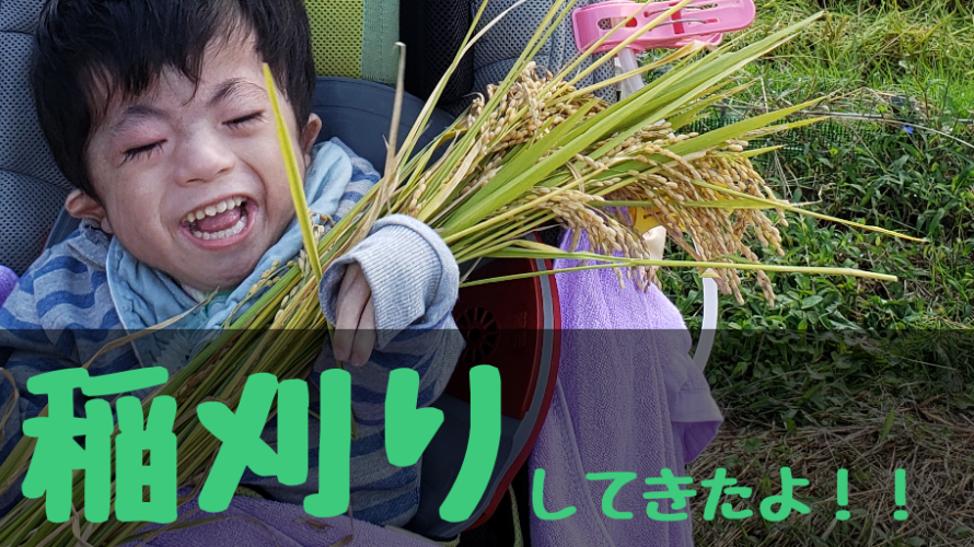 収穫の秋!鎌を使って稲刈り!おいしいごはんができるかな|山形旅行【前編】